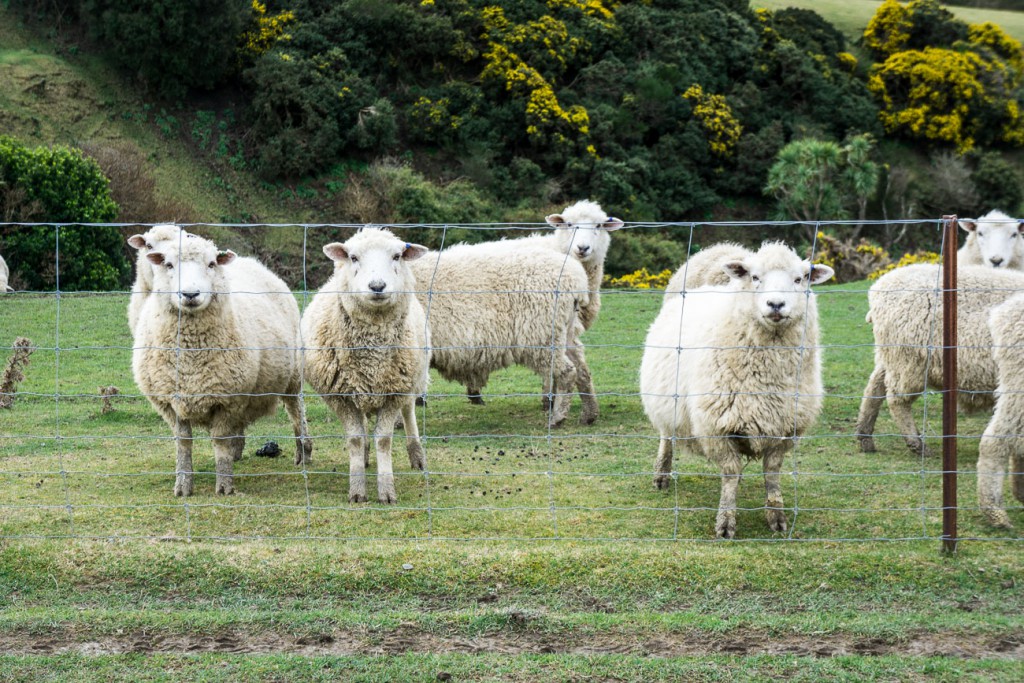 Schafe Neuseeland-2